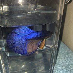 Meet your Posher, Ashlee